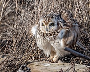 Short Eared Owls Fluffing Feathers