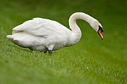 Swan