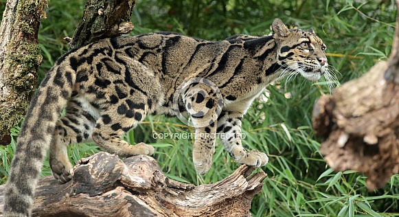 Clouded Leopard