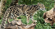 Clouded Leopard