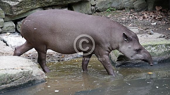 South American tapir (Tapirus terrestris) South American tapir (Tapirus terrestris)