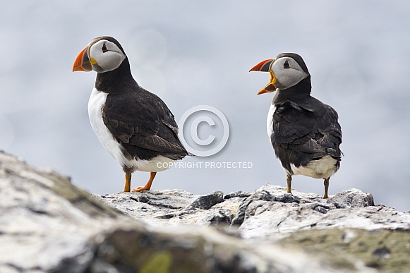 Puffins (Fratercula arctica) - Farne Islands - England