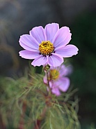 Light Pink Cosmos Flower