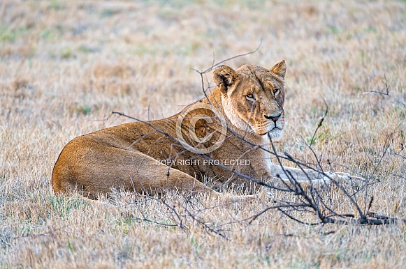 Lioness