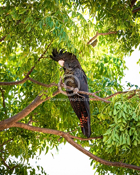 Red tailed Black Cockatoo 2