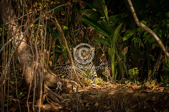 American jaguar in the nature habitat