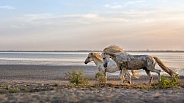 Two galloping white stallions