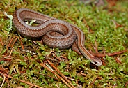 Red-bellied Snake