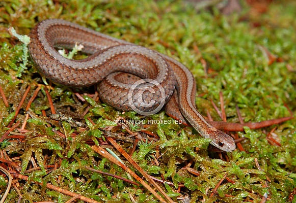 Red-bellied Snake