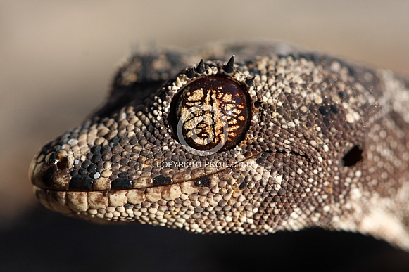 Spiny-Tailed Gecko
