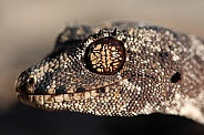 Spiny-Tailed Gecko
