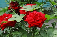 Red Rose