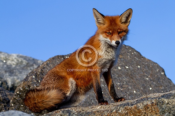 A fox on a rock A fox on a rock
