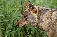 Eurasian wolf