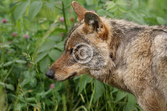 Eurasian wolf