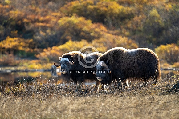 Two musk ox in the Fall in Alaska