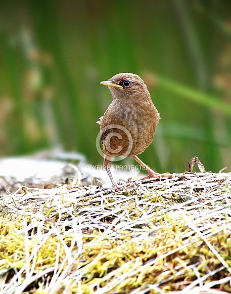 Wren Wren