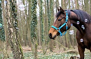 Horse with bubbles