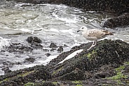 Young European herring gull (Larus argentatus)