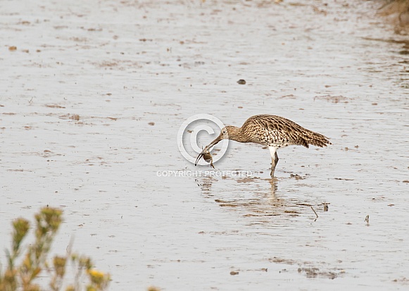 Curlew Catching a Crab