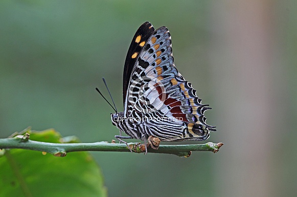 Two tailed Pasha