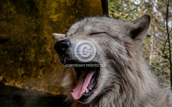 Gray wolf