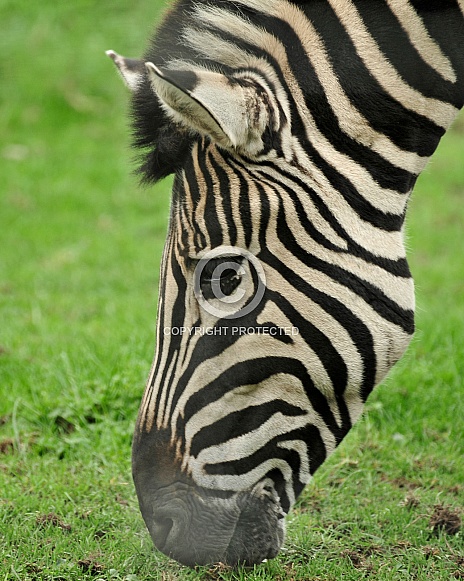 zebra