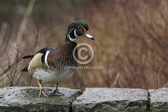 Wood Duck