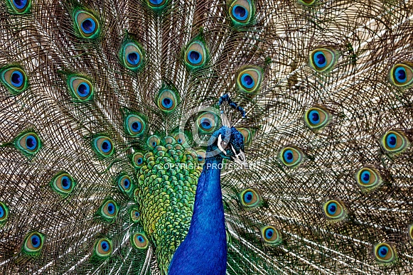 Peacock-A Peacock Display