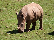 Rhino