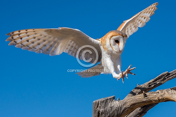 Barn Owl in Flight Barn Owl in Flight