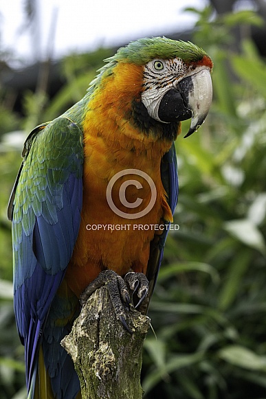 Hybrid Macaw Full Body Hybrid Macaw Full Body