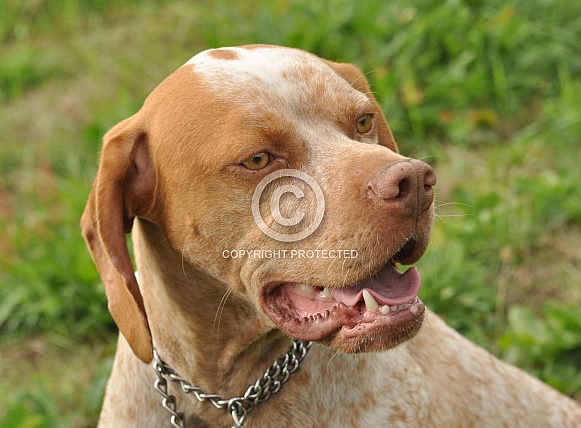 Pachon Navarro Pachon Navarro