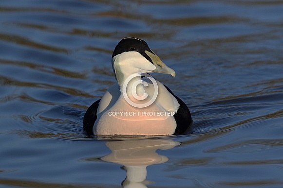 Eider Eider