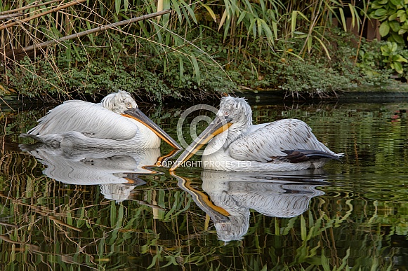 Dalmatian pelican Dalmatian pelican