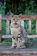 Savannah Cat