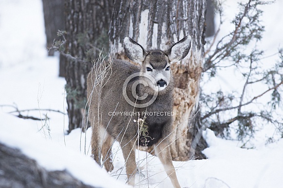 Mule Deer Mule Deer
