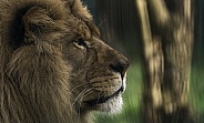 African Lion Side Profile Close Up