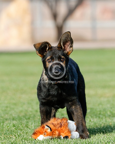German shepherd puppy standing in the grass German shepherd puppy standing in the grass