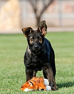 German shepherd puppy standing in the grass
