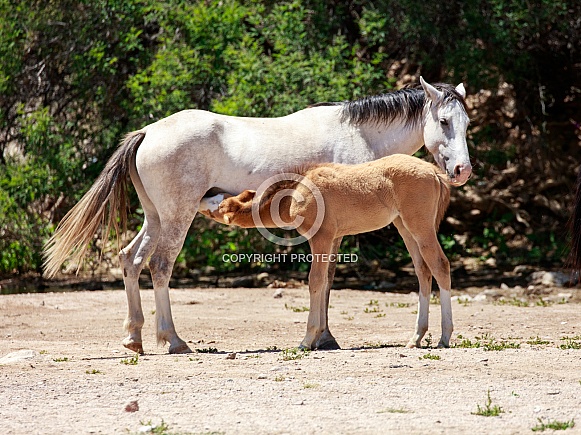 Baby wild horse nursing in Arizona