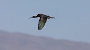 White Faced Ibis, Plegadis chihi