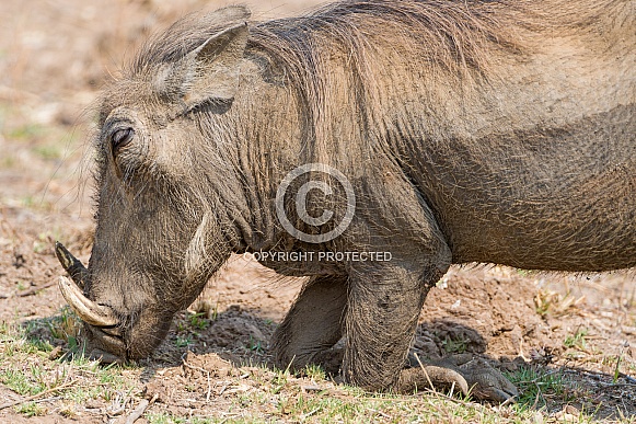 Warthog