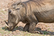 Warthog