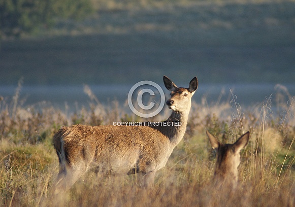 Female Red Deer