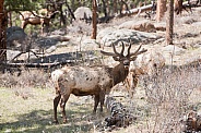 Wild elk