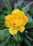Yellow Tulip Close-Up