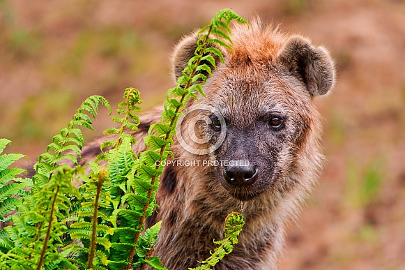 Hyena Hyena