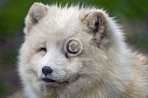 Portrait of a fluffy arctic fox