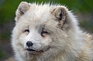 Portrait of a fluffy arctic fox